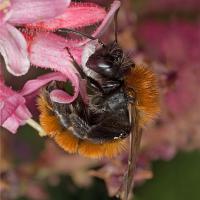 Tawny Mining Bee 2 